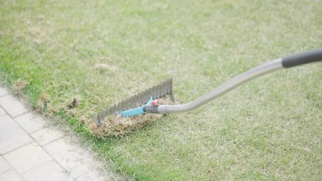 Man raking a pile of dry grass and moss after scarifying a lawn in a private house backyard.