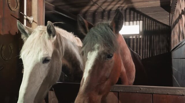 Two horses in stable, closeup. White and bay pair peer over wooden stall in dim barn light, soft straw bedding, gentle nuzzle and curious sniffing, warm rustic atmosphere and intimate equine