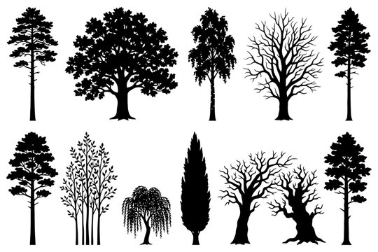 Variety of tree silhouettes and shapes including oak and pine.