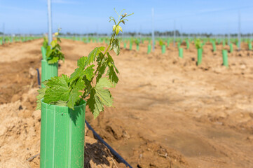Obraz premium The birth of a vineyard: Close-up of young grapevine sprouts with green tube protectors in a new plantation.