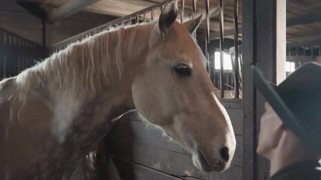 Ranch instructor training palomino horse in close contact, caucasian man in wide hat reaches out to touch muzzle, soft backlight through barn slats, patient tactile education moment