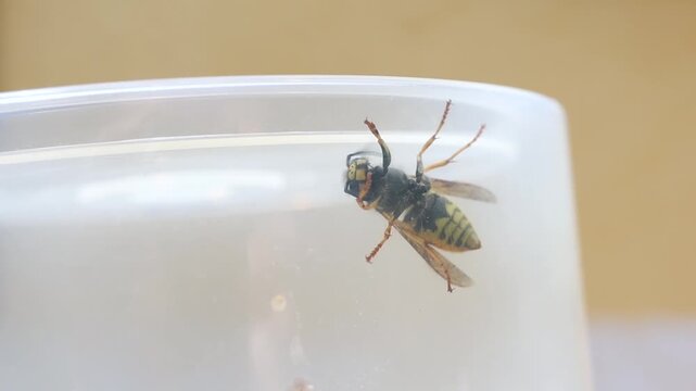 Spain. Wasp cleaning its antennae and feeding on sweet secretion macro close-up