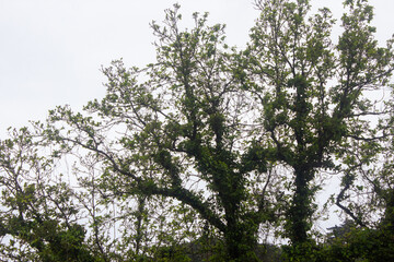 Fototapeta premium Green Tree Branches and Leaves Against Overcast Sky