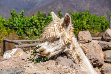 Fototapeta premium White fluffy alpaca eating a green branch in a vineyard farm setting with mountains in the distance
