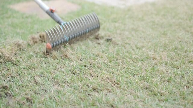 Man raking a pile of dry grass and moss after scarifying a lawn in a private house backyard.