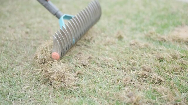 Man raking a pile of dry grass and moss after scarifying a lawn in a private house backyard.