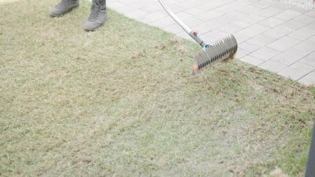 Man raking a pile of dry grass and moss after scarifying a lawn in a private house backyard.