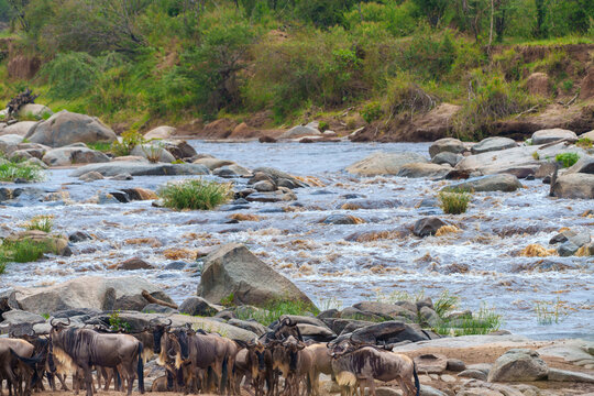 Wildebeest or Connochaetes taurinus herd tentatively approach the Mara River  then turn around while deciding whether to cross now