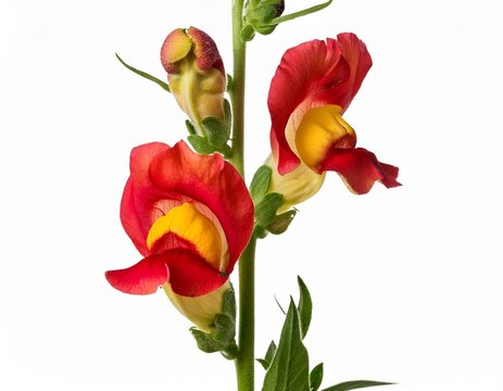single stem with red and yellow snapdragon antirrhinum majus flowers isolated against a white background