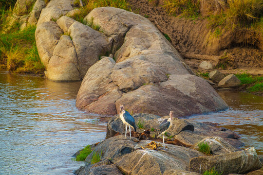 Two marabou stork or Leptoptilos crumenifer,on rocks beside Mara River with dead animal remains or carrion.