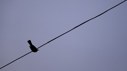 Obraz premium silhouette of bird on cable