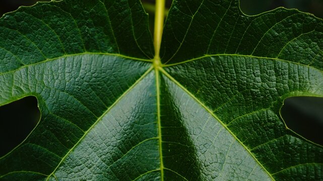 fig tree leaf as a background