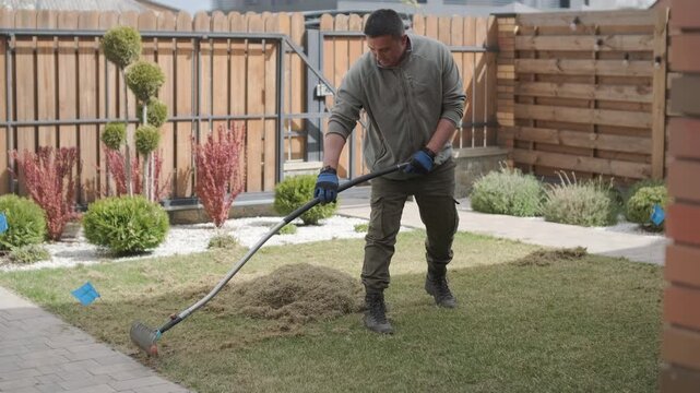 Man raking a pile of dry grass and moss after scarifying a lawn in a private house backyard.