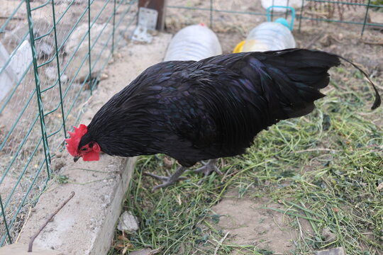 A striking Australop chicken with iridescent green feathers stands near a wire fence