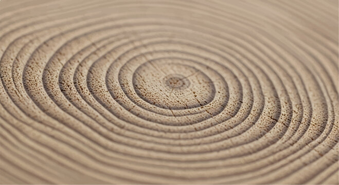 Wood grain cross section. Wood texture of cut tree. Closeup of tree trunk rings. 