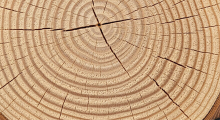 Wood grain cross section. Wood texture of cut tree. Closeup of tree trunk rings.  © shazam