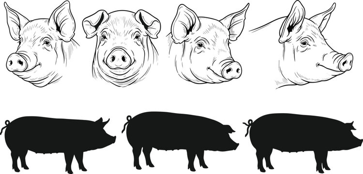 Vector illustration of detailed pig sketches, featuring pig heads in various angles and full-body silhouettes. Ideal for agricultural, farm, or animal-themed design projects.