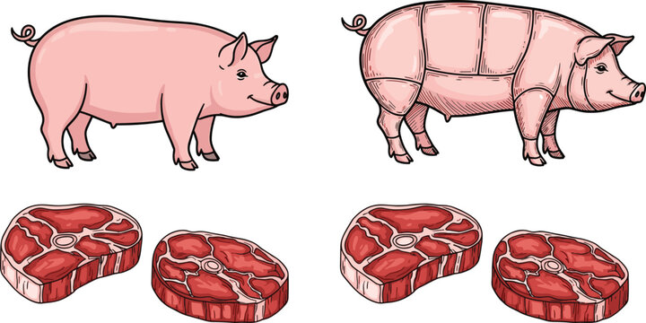 Vector illustration of a pig and detailed pork cuts, including fresh meat slices. Perfect for agricultural or food-related design projects.