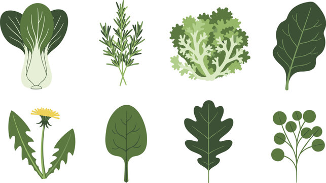 Flat design illustration of fresh leafy greens and herbs, including bok choy, kale, dandelion, and more, in a modern and minimalistic style.