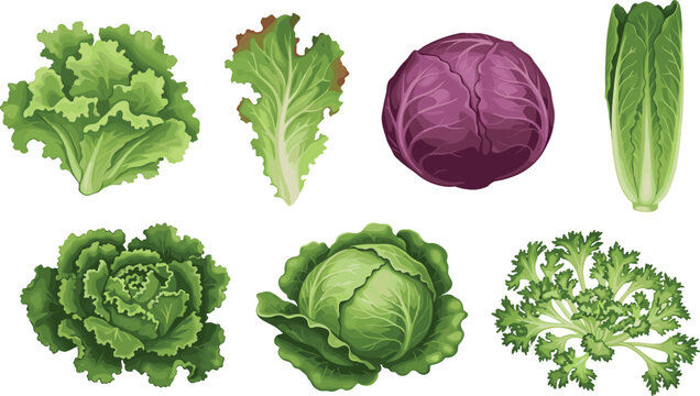 Hand-drawn illustration of various lettuce and cabbage varieties, including Romaine, red cabbage, and curly kale, in a realistic botanical style.