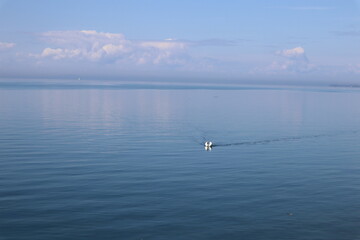 Naklejka premium A lone white swan swimming on a calm, clear blue lake with gentle ripples and soft sky reflections on the water surface, captured from above in a minimalist composition.