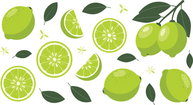 Fresh green limes with slices and leaves, perfect for citrus-themed illustrations and refreshing lime graphics.