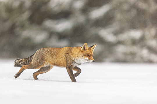 Red Fox Vulpes vulpes sprinting across snow in soft winter light