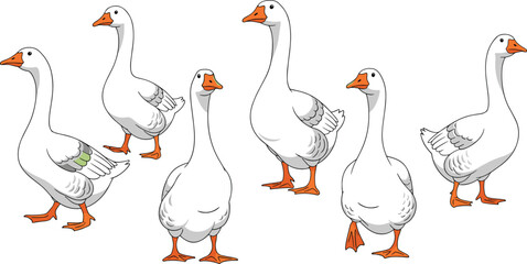 Vector illustration of various geese in different poses, showcasing their distinctive features. Ideal for animal-themed or nature-related designs. © HELEN QUEEN