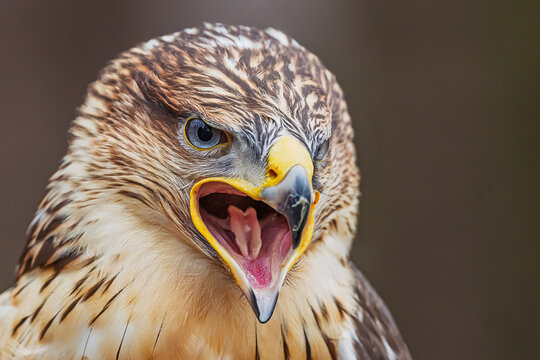 Buteo regalis Ferruginous hawk frontal portrait with open bill and strong gaze