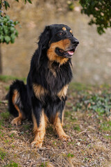 Fototapeta premium Black and tan Hovawart dog Canis lupus is sitting toward camera outdoors