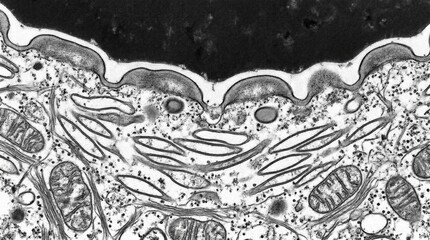 Obraz premium Urothelium Umbrella Cell Apical Surface Plaque TEM