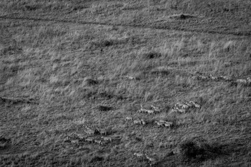 Obraz premium Herd of zebra directly below crossing green and golden plains of Serengeti National Park.