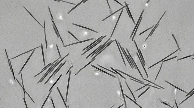 Cellulose Nanocrystal Network Cryo-TEM