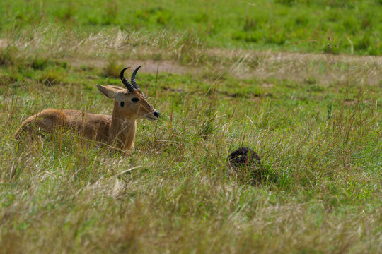 Common reedbuck (Redunca arundinum) portrait with front of head covered with flys