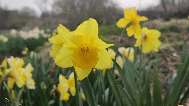 Blooming flower. Blooming yellow daffodil flower. Blossomed narcissus growing in ground on spring day. Blossoming inflorescence with petals and green leaves. Flowerbed. Growing varietal flowers