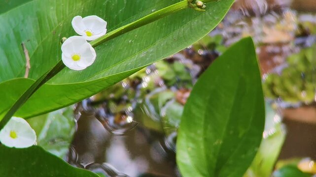 Close up of Echinodorus Palifolius flowers swaying gently over the water surface in a natural pond habitat during summer