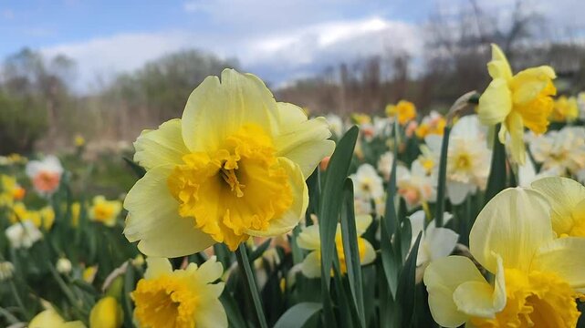 Blooming flower. Blooming yellow daffodil flower. Blossomed narcissus growing in ground on spring day. Blossoming inflorescence with petals and green leaves. Flowerbed. Growing varietal flowers