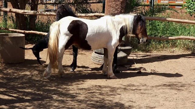 a video of a playful and energetic interaction between a black dog and a pair of ponies. The dog jumps around the ponies, playing with them. The theme of animal friendship
