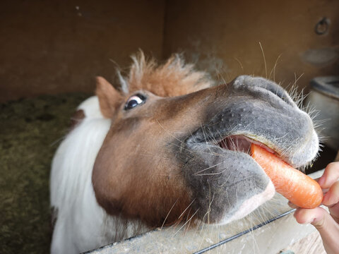 Pony cogiendo zanahoria de una mano en posici&oacute;n complicada y un poco chistosa en primer plano