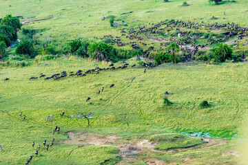 Obraz premium Migrating herds crossing small stream in Serengeti NAtional Park.