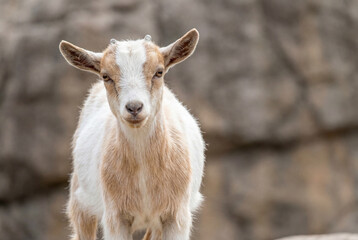 Obraz premium Young white and brown goat kid standing alert on a rocky background