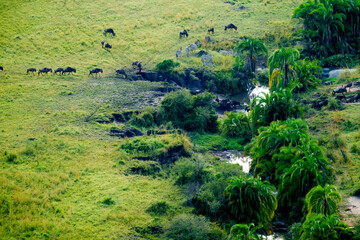 Obraz premium Herd of zebra and wildebeest on annual migration in Serengeti