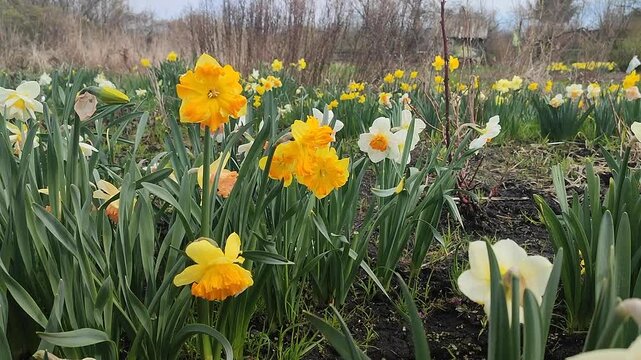 Blooming flower. Blooming yellow orange daffodil flower. Blossomed narcissus growing in ground on spring day. Blossoming inflorescence with petals and green leaves. Flowerbed. Growing varietal flowers