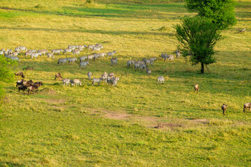 Obraz premium Herd of zebra directly below crossing green and golden plains of Serengeti National Park.