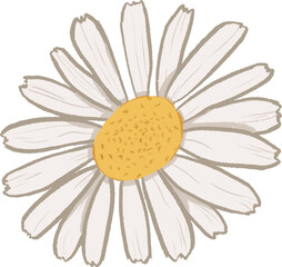 Hand-Drawn White Daisy (Bellis perennis) Flower Illustration Textured floral clipart vector art © Afiny