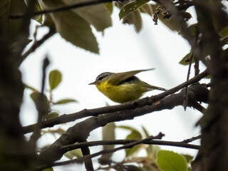 Fototapeta premium Bird Watching