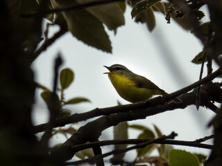 Obraz premium Bird Watching