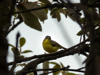 Obraz premium Bird Watching