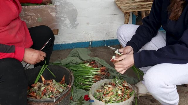 Female farmers cleaning freshly harvested spring onions, sorting organic scallions and preparing raw green vegetable for market sale in a traditional rustic setting