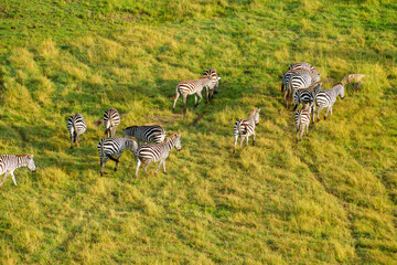 Obraz premium Herd of zebra directly below crossing green and golden plains of Serengeti National Park.
